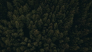 Dark Aerial Forest Canopy with Dense Evergreen Tree Tops and Deep Shadowed Gaps HD wallpaper