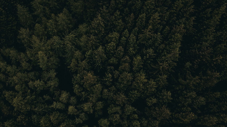 Dark Aerial Forest Canopy with Dense Evergreen Tree Tops and Deep Shadowed Gaps HD wallpaper