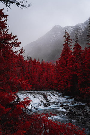 Vivid Red Forest and Mountain Stream in Misty Autumn Landscape HD phone wallpaper