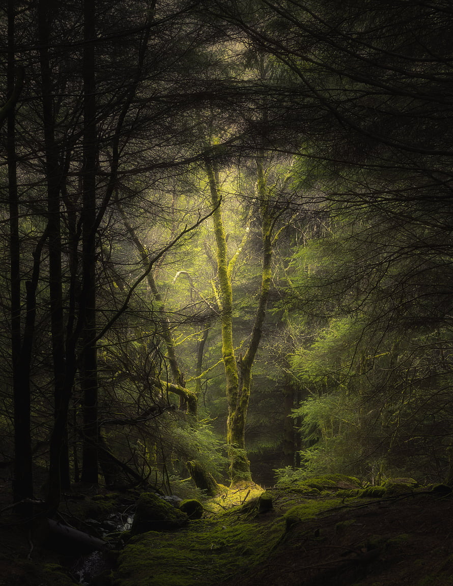 Sunlit Mossy Trees in a Misty Forest with Dramatic Light Beams HD phone wallpaper