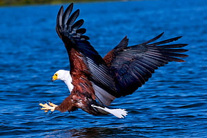 White-headed Sea Eagle in Flight Over Deep Blue Water HD wallpaper