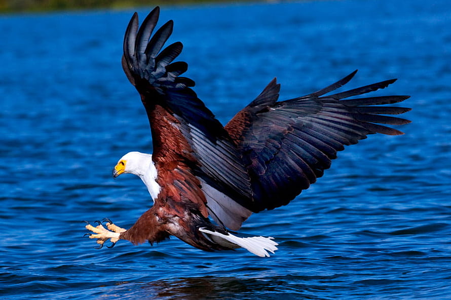 White-headed Sea Eagle in Flight Over Deep Blue Water HD wallpaper