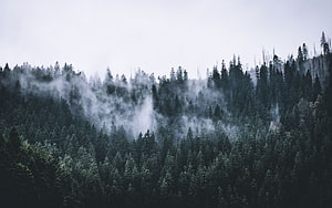 Misty Evergreen Forest at Dawn with Low-Hanging Fog and Dark Pine Canopy HD wallpaper