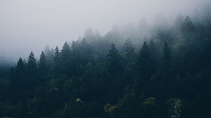Misty Evergreen Forest on a Foggy Mountain Slope HD wallpaper