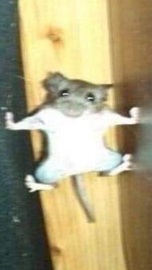 Funny Mouse Sticking to Wooden Surface in Meme Style HD phone wallpaper