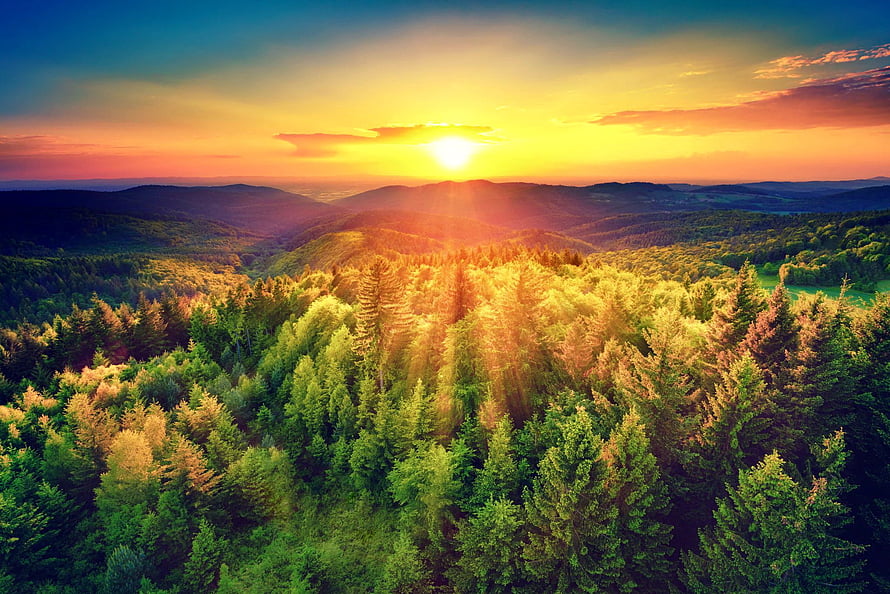 Golden Sunlight Breaking Through a Dense Evergreen Forest at Sunset HD wallpaper