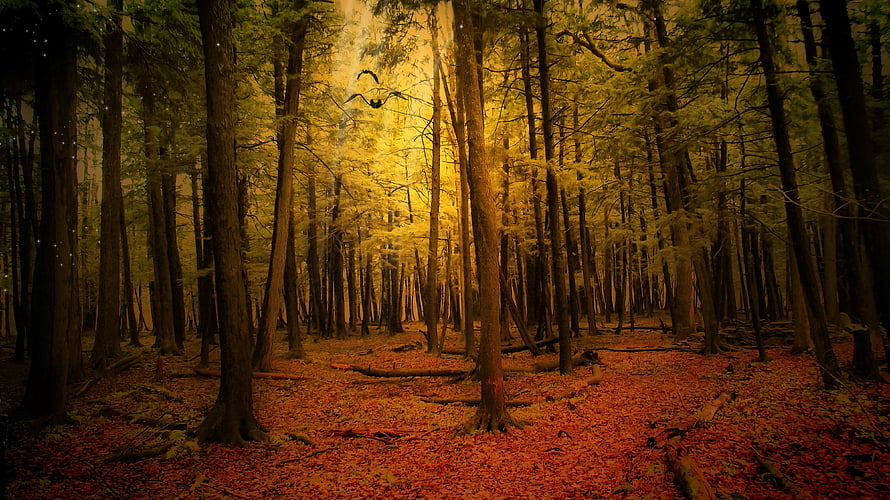 Golden Autumn Forest with Tall Trees and Fallen Leaves HD wallpaper