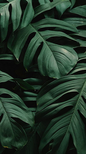 Dark Green Monstera Leaves with Deep Shadows and Tropical Texture HD phone wallpaper