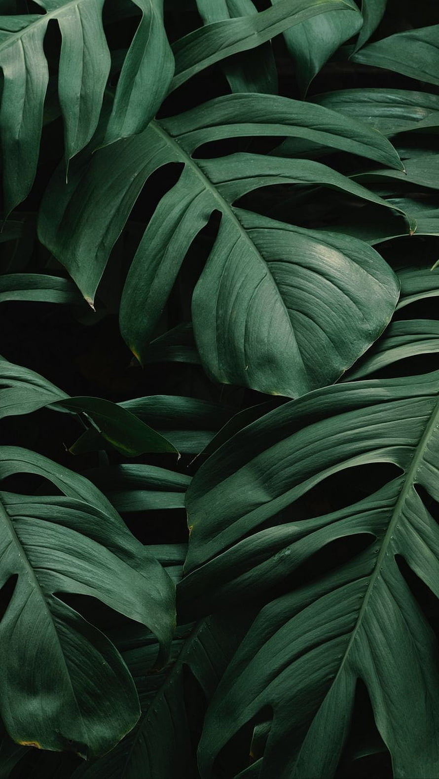 Dark Green Monstera Leaves with Deep Shadows and Tropical Texture HD phone wallpaper