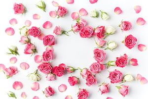 Pink Rose Petals and Blooms Arranged in a Heart Shape on White Background HD wallpaper