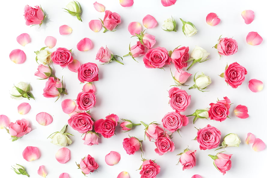 Pink Rose Petals and Blooms Arranged in a Heart Shape on White Background HD wallpaper