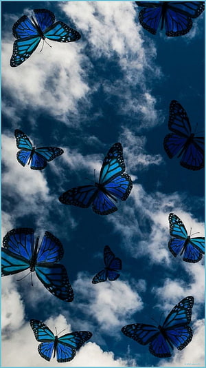 Vibrant Blue Morpho Butterflies Soaring Through Dramatic Cloudy Sky HD phone wallpaper