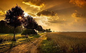 Golden Sunset Over Rural Countryside with Tree-Lined Dirt Path and Wheat Field HD wallpaper