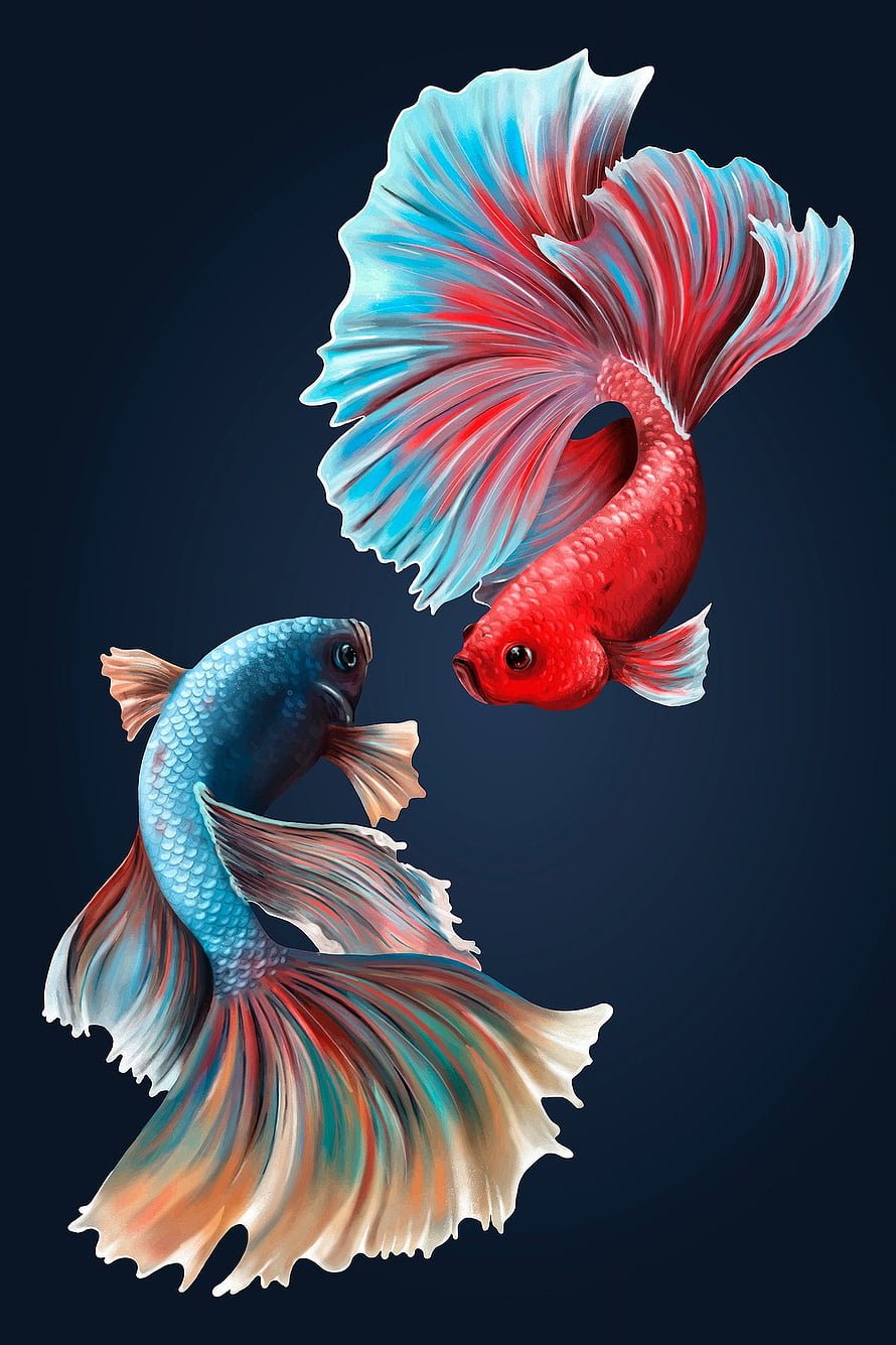 Vibrant Red and Blue Betta Fish with Flowing Fins on Dark Navy Background HD phone wallpaper