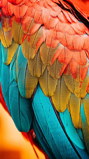 Vibrant Macaw Feather Detail with Red, Yellow, and Turquoise Plumage HD phone wallpaper