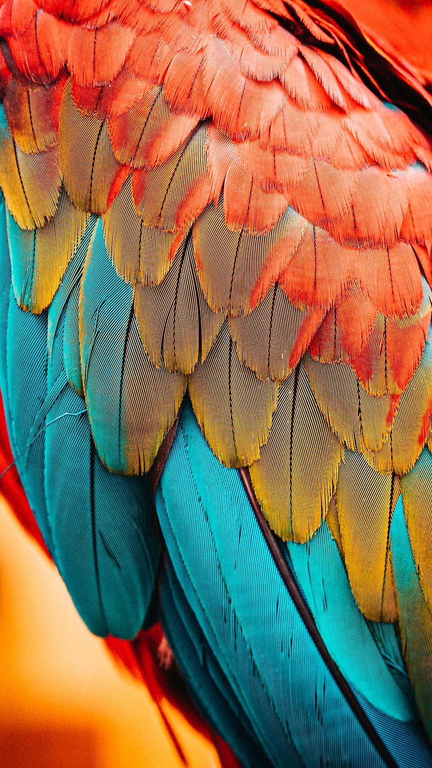 Vibrant Macaw Feather Detail with Red, Yellow, and Turquoise Plumage HD phone wallpaper