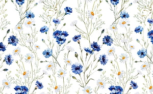 Watercolor Wildflower Pattern with Blue Cornflowers and White Daisies on White Background HD wallpaper