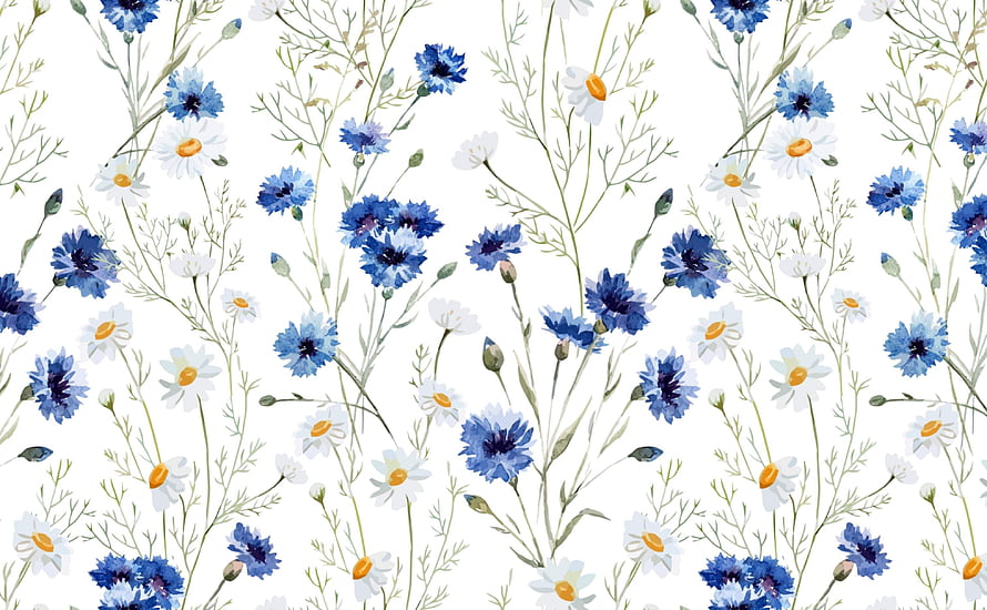 Watercolor Wildflower Pattern with Blue Cornflowers and White Daisies on White Background HD wallpaper