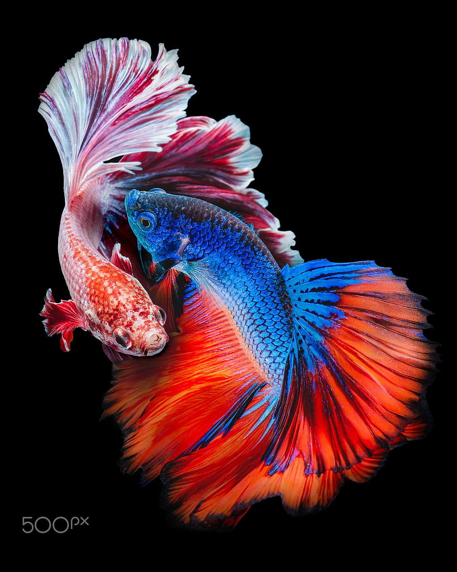 Vibrant Siamese Fighting Fish with Flowing Fins on Black Background HD phone wallpaper