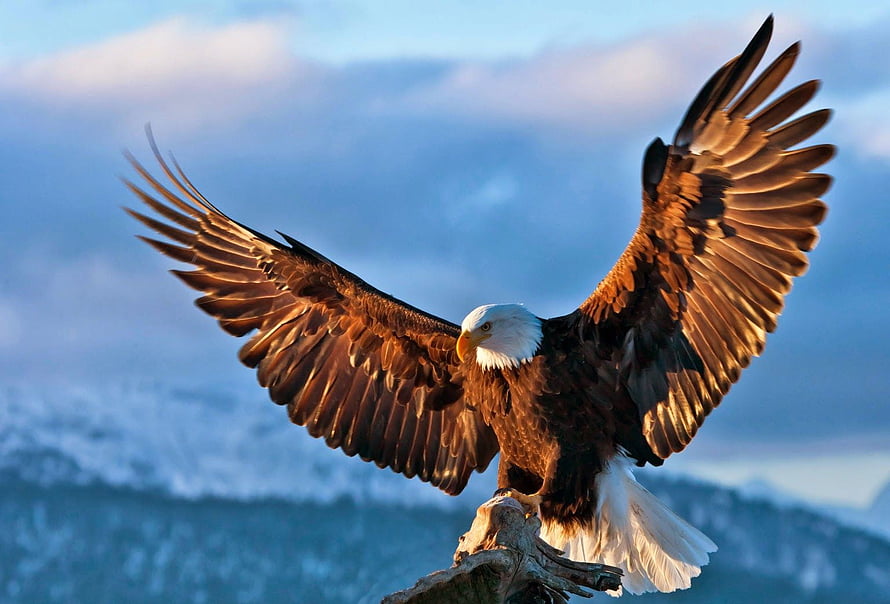 Majestic Bald Eagle Perched on Branch with Wings Spread Against Snowy Mountain Sky HD wallpaper