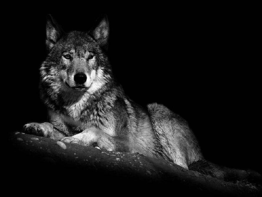 Majestic Wolf Resting on Rocky Outcrop in Dramatic Black and White Photography HD wallpaper