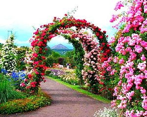 Vibrant Rose Archway Garden Path With Distant Mountain View HD wallpaper