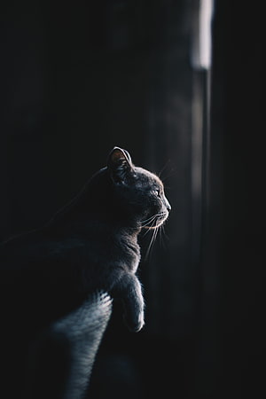 Black Cat in Profile Gazing Into Darkness with Dramatic Side Lighting HD phone wallpaper