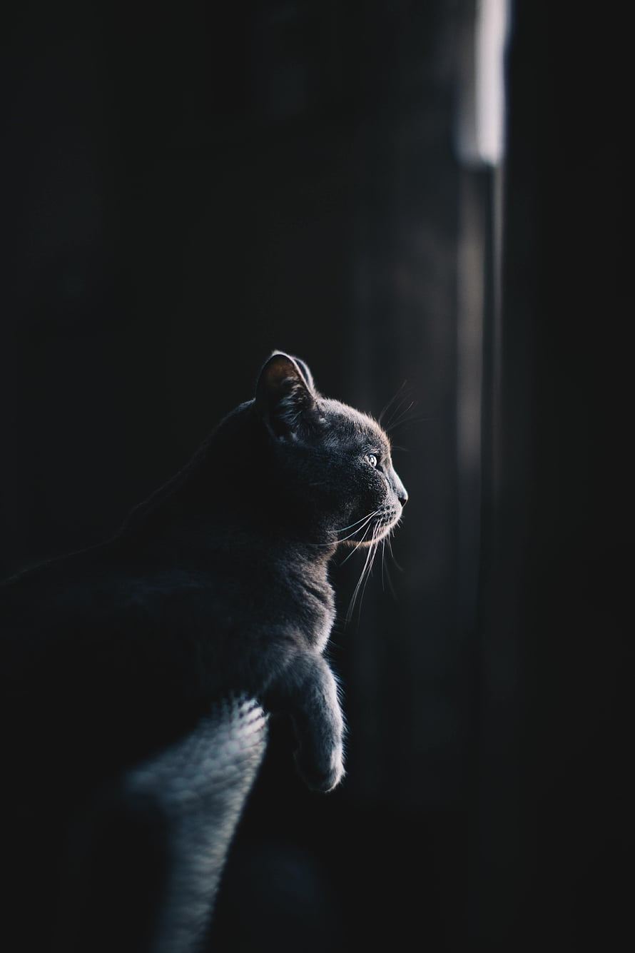 Black Cat in Profile Gazing Into Darkness with Dramatic Side Lighting HD phone wallpaper