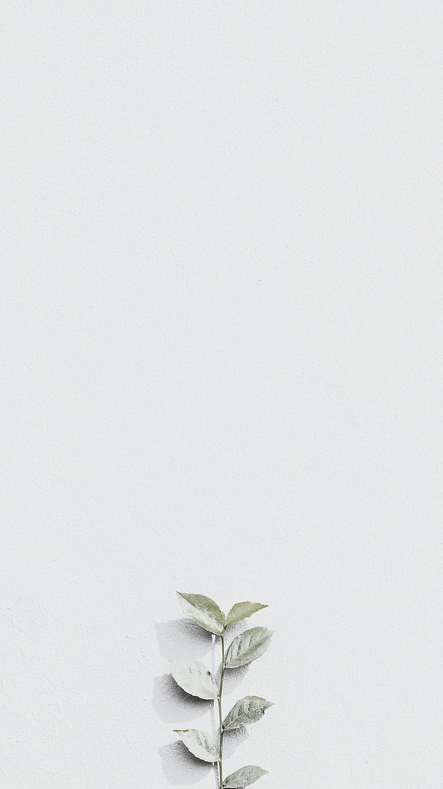 Minimalist Green Leaf Branch on White Textured Wall with Soft Shadows HD phone wallpaper