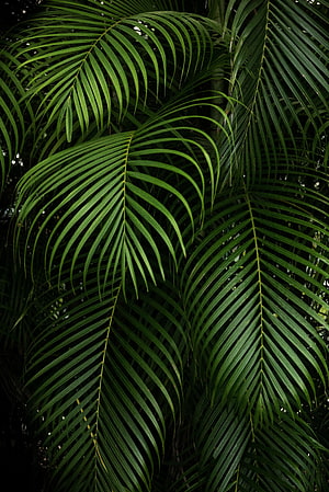 Dark Tropical Palm Fronds with Lush Green Leaves and Natural Shadow Patterns HD phone wallpaper
