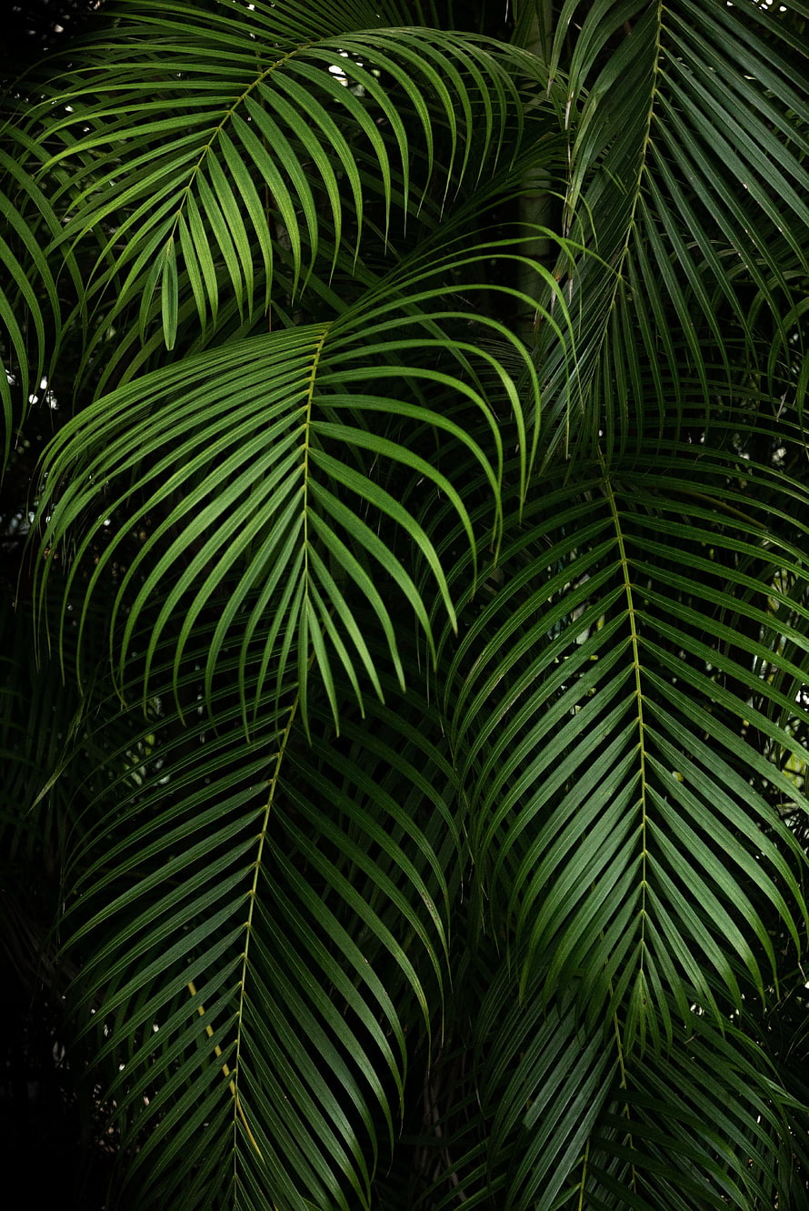 Dark Tropical Palm Fronds with Lush Green Leaves and Natural Shadow Patterns HD phone wallpaper