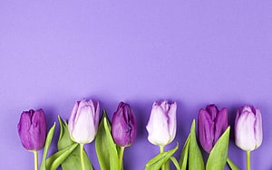 Purple and white tulips arranged in a row against a lavender background HD wallpaper