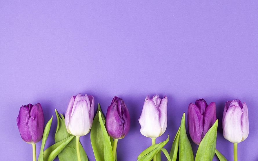 Purple and white tulips arranged in a row against a lavender background HD wallpaper