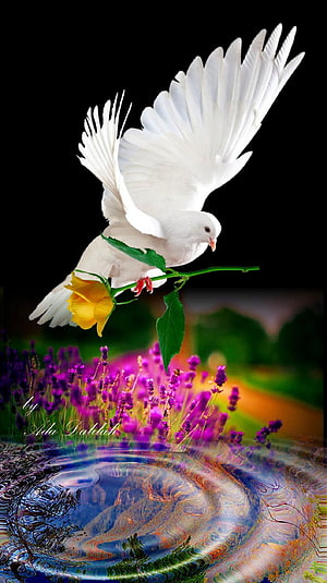 White Dove Carrying a Yellow Rose Above a Vibrant Lavender Field HD phone wallpaper