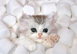 Adorable Fluffy Kitten Nestled Among Soft White Marshmallows HD wallpaper