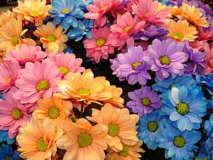 Vibrant multicolored daisy bouquet with pink, blue, purple, and orange blooms HD wallpaper
