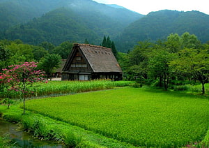 Traditional Japanese Farmhouse in Lush Green Rice Paddy with Mountain Backdrop HD wallpaper