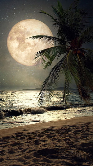 Full Moon Rising Over a Tropical Beach with Silhouetted Palm Tree and Starry Night Sky HD phone wallpaper