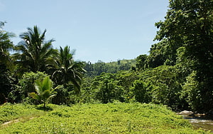 Lush tropical jungle landscape with palm trees and a winding river under a clear blue sky HD wallpaper