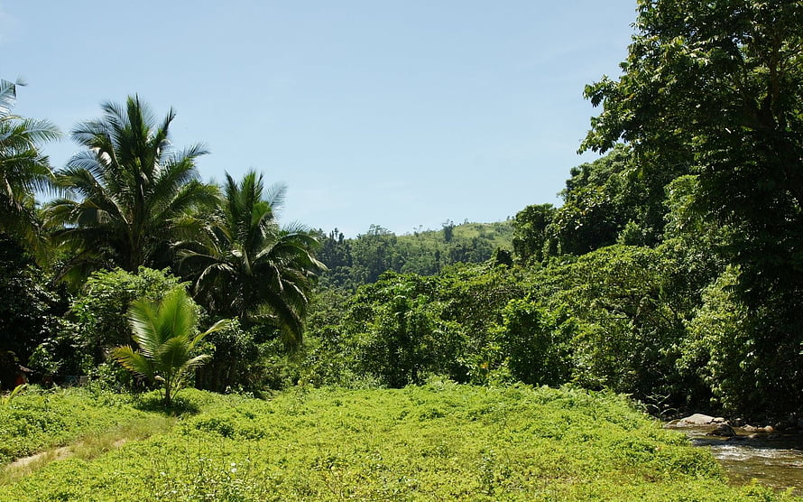 Lush tropical jungle landscape with palm trees and a winding river under a clear blue sky HD wallpaper