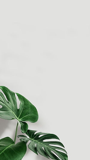 Minimalist Monstera Leaf Illustration with Ample Copy Space on a Clean White Background HD phone wallpaper