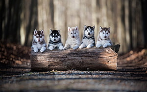 Five Siberian Husky Puppies Sitting on a Log in a Forest HD wallpaper