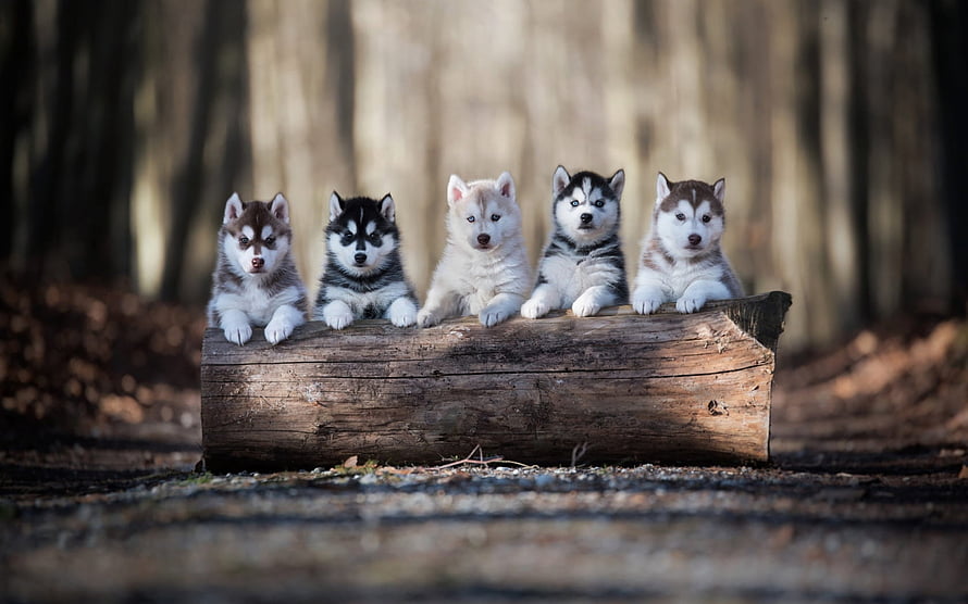 Five Siberian Husky Puppies Sitting on a Log in a Forest HD wallpaper