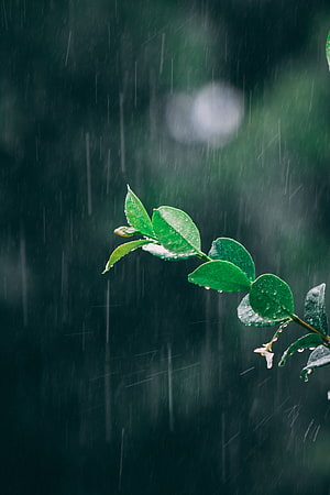 Vibrant Green Leaves Glistening with Raindrops Against a Dark Moody Background HD phone wallpaper