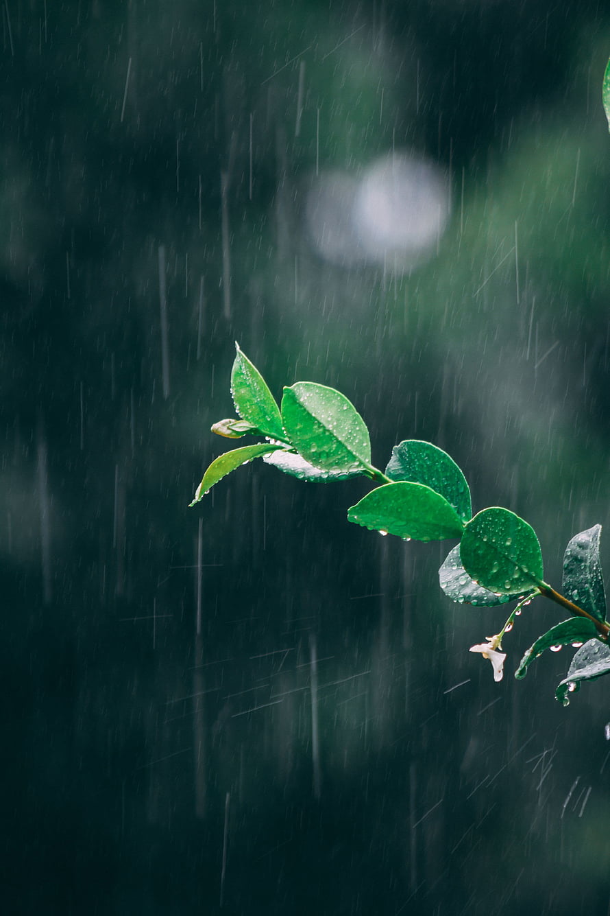 Vibrant Green Leaves Glistening with Raindrops Against a Dark Moody Background HD phone wallpaper