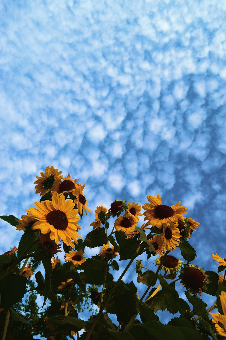 Vibrant Sunflowers Against a Textured Blue Sky with Scattered Clouds HD phone wallpaper