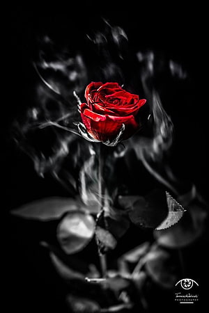 Vibrant Red Rose in Black and White Photography with Dramatic Contrast HD phone wallpaper