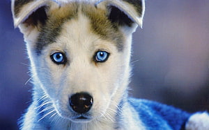 Close-up portrait of a young Siberian Husky puppy with striking blue eyes and soft white fur HD wallpaper
