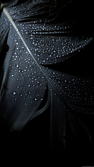 Macro Photography of a Black Feather Covered in Dew Drops Against a Dark Background HD phone wallpaper