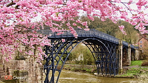 Charming Iron Arch Bridge Framed by Vibrant Pink Cherry Blossoms in Spring HD wallpaper
